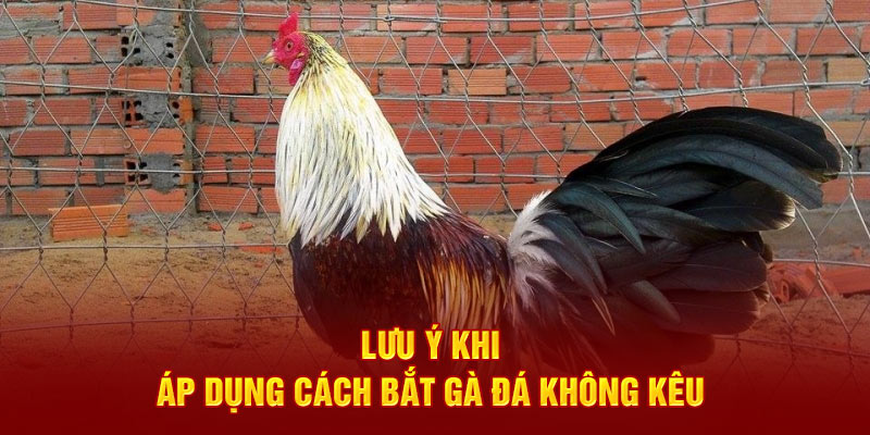 Lưu ý khi áp dụng cách bắt gà đá không kêu 