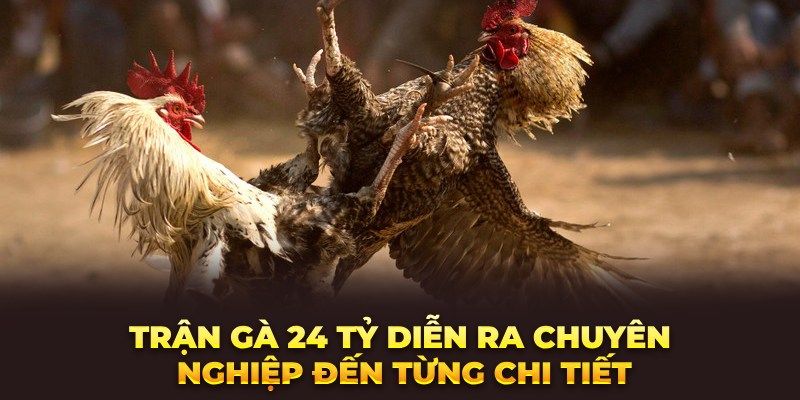 Những thông tin xoay quanh trận đá gà 24 tỷ