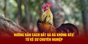 huong dan cach bat ga da khong keu tu ke su chuyen nghiep